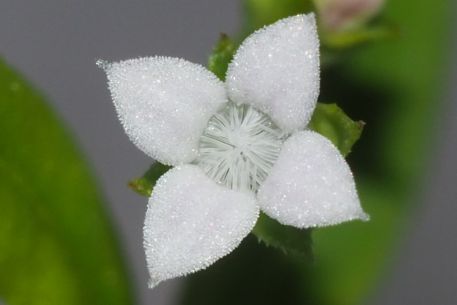 Oldenlandia corymbosa